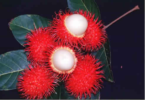 Rambutans